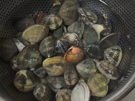 【動画】あさりのスピード砂出しを試したら思った以上に速かった