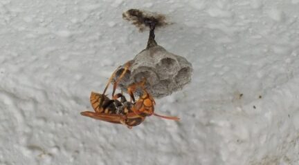 暖かくなってハチの巣が出たので駆除、と幅広輪ゴムの飛ばし方